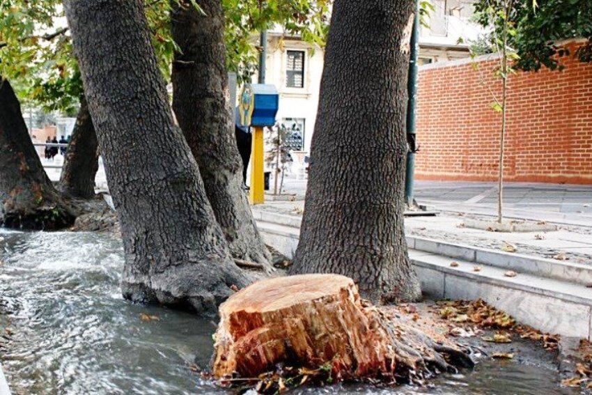 مرگ تدریجیِ فضای سبز؛ بلوار گلشهر تهران در عطش خشک‌سالی