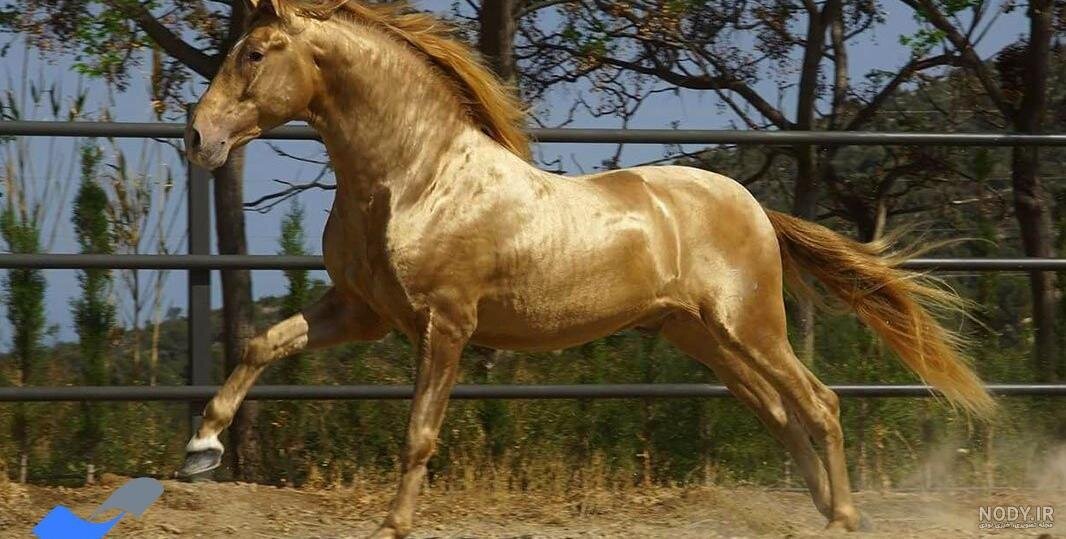 ببینید| فروش یک اسب طلایی به قیمت ۲/۵ هزار میلیارد تومان!