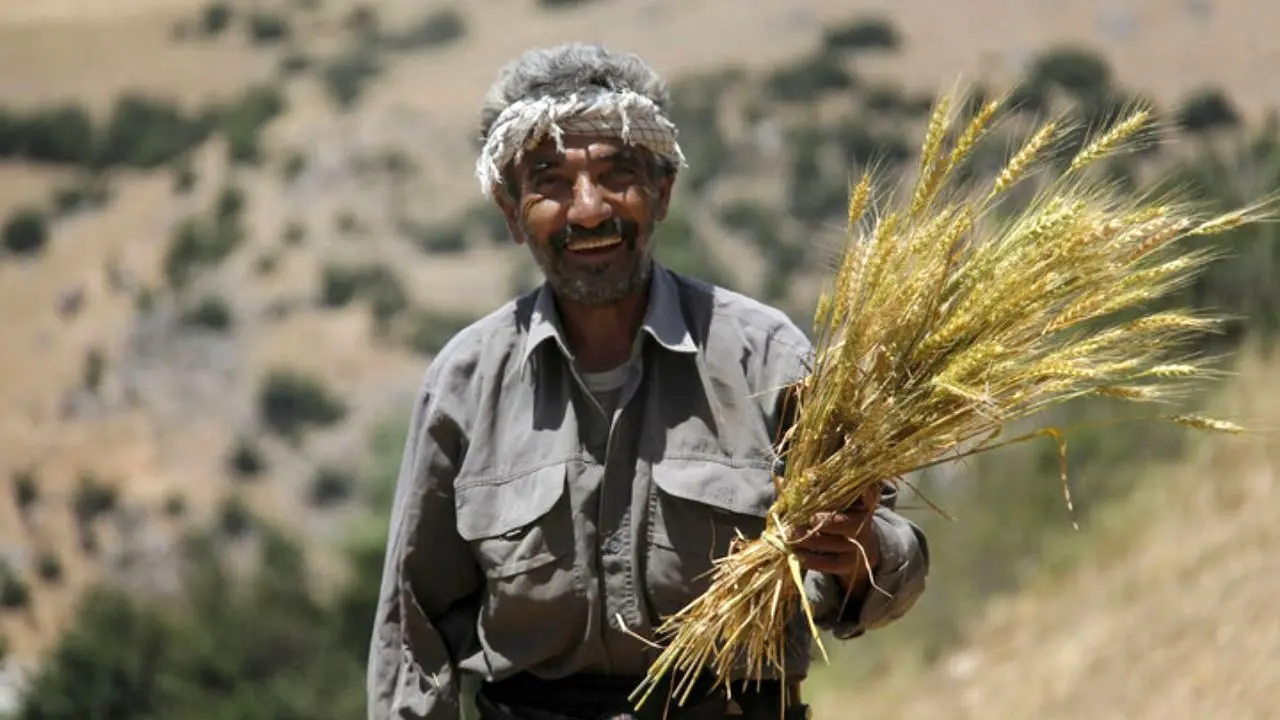 خبر جدید از مطالبات گندمکاران امروز سه شنبه 31 تیر 1404+ قیمت جدید گندم