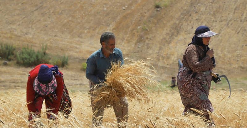 خبر جدید درباره پرداخت مطالبات گندمکاران
