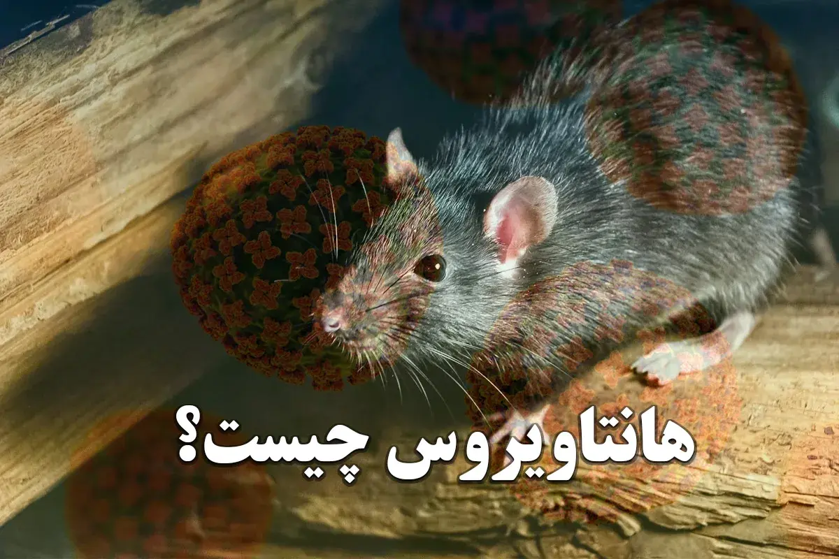 هانتاویروس روی عرشه/ جهان نگران شیوع ویروسی با مرگ‌ومیر بالا