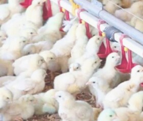 ساخت جایگزین طبیعی آنتی‌بیوتیک برای مرغداری‌ها