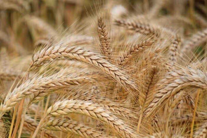 قیمت تضمینی گندم ۵۰ هزار تومان شد/ هدف ۱۳ میلیون تن خودکفایی گندم