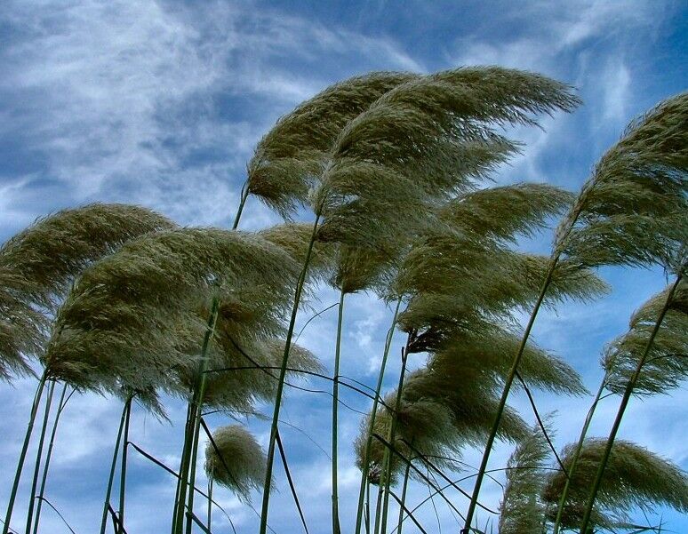 وضعیت آب و هوای کشور/ وزش باد شدید در بیشتر استان‌های ایران