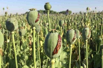 بازگشت کشت شقایق پس از ۲۰ سال؟