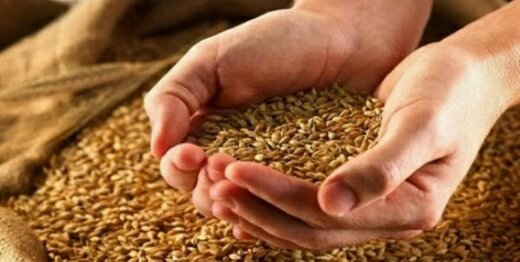 اعلام قیمت واقعی گندم و آخرین خبر از پرداخت مطالبات گندمکاران:آخرین بروز رسانی