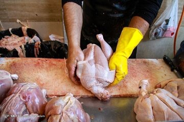 پشت‌پرده جهش قیمت مرغ؛ اختلاف مجلس و مرغداران بر سر عامل گرانی