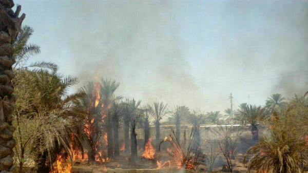 ۲۰ هزار نهال خرما در آتش‌سوزی اروند کنار سوخت